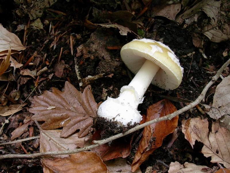 502 Novembre vecchio ritrovamento